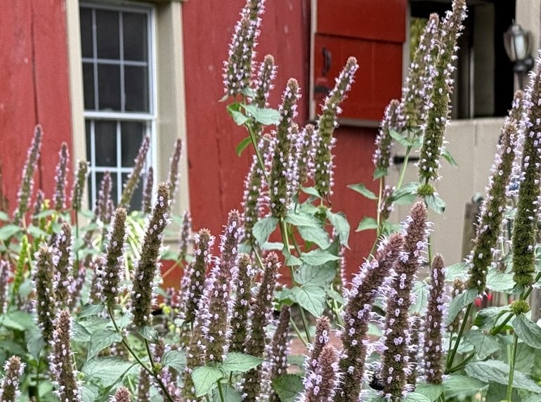anise hyssop&quot;, classname:&quot;img-fluid