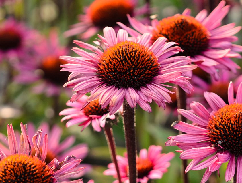 Eight Deer-Resistant U.s.-Native Plants 
Garden Design
Calimesa, CA