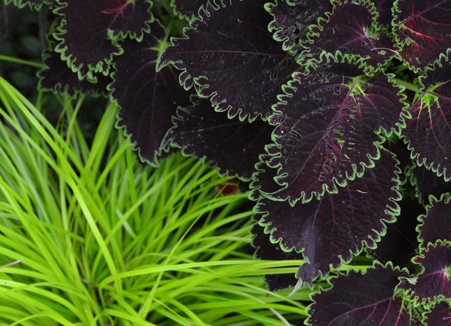 Coleus And Sedge Plants, Shade Plants
"Dream Team's" Portland Garden
Garden Design
Calimesa, CA