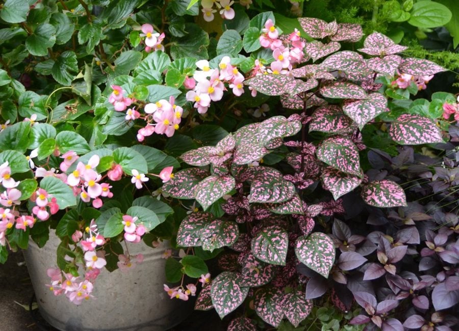 Shade Plant Combination, Begonia With Hypoestes And Alternanthera
"Dream Team's" Portland Garden
Garden Design
Calimesa, CA