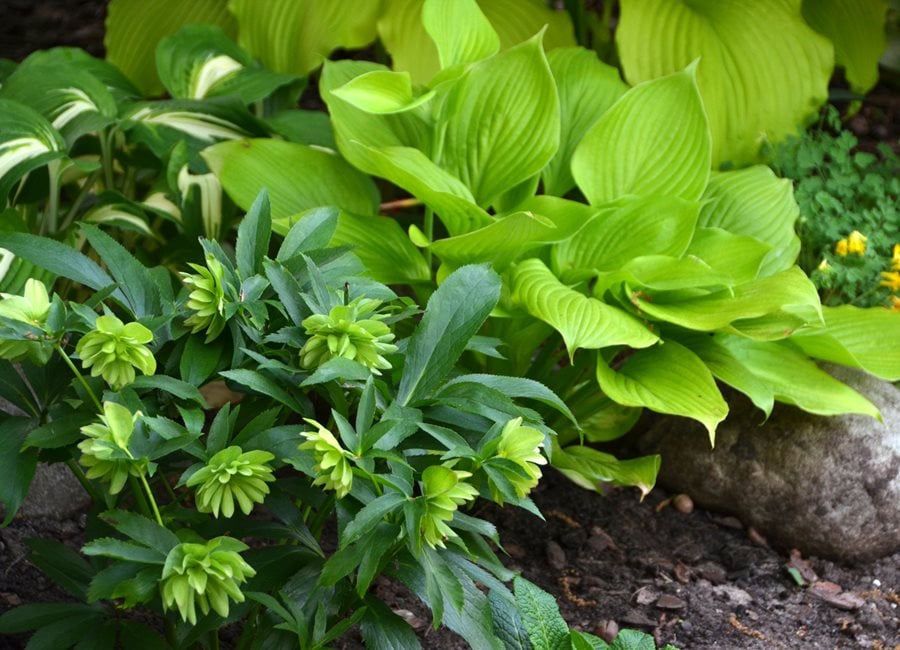 Shade Plants Hosta And Hellebore
"Dream Team's" Portland Garden
Garden Design
Calimesa, CA