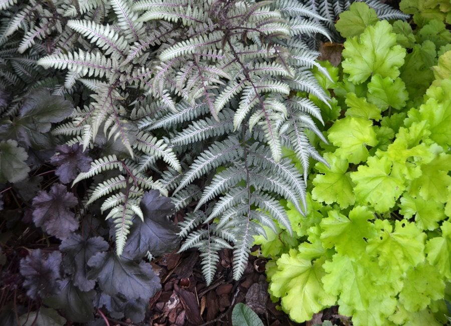 Tuextured Foliage In Garden
"Dream Team's" Portland Garden
Garden Design
Calimesa, CA