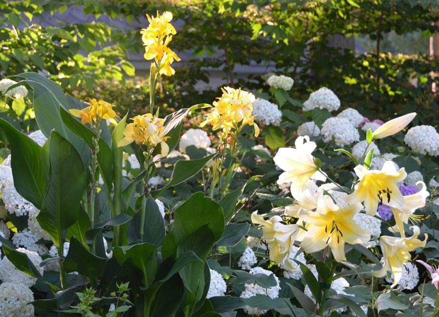 Yellow Flowers In Light, Canna And Lily
"Dream Team's" Portland Garden
Garden Design
Calimesa, CA