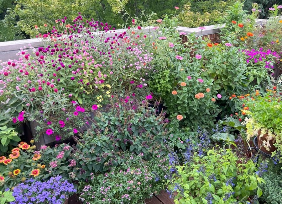 Rooftop Flower Garden
"Dream Team's" Portland Garden
Garden Design
Calimesa, CA