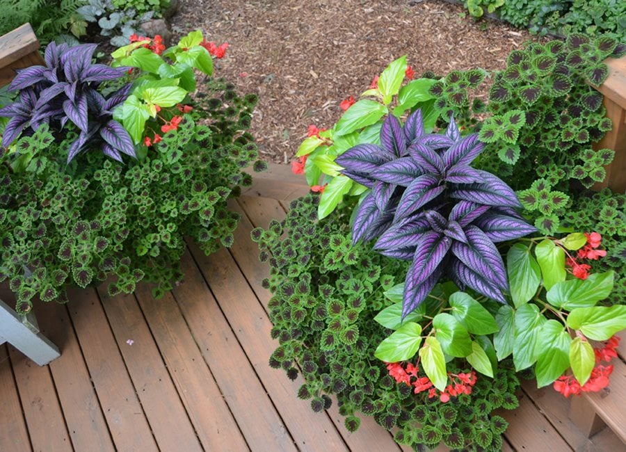 Shade Plant Container Combo, Persian Shield, Begonia, And Coleus
"Dream Team's" Portland Garden
Garden Design
Calimesa, CA