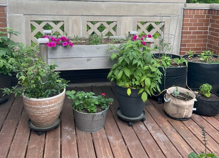 Plants On Rooftop Deck Garden
"Dream Team's" Portland Garden
Garden Design
Calimesa, CA