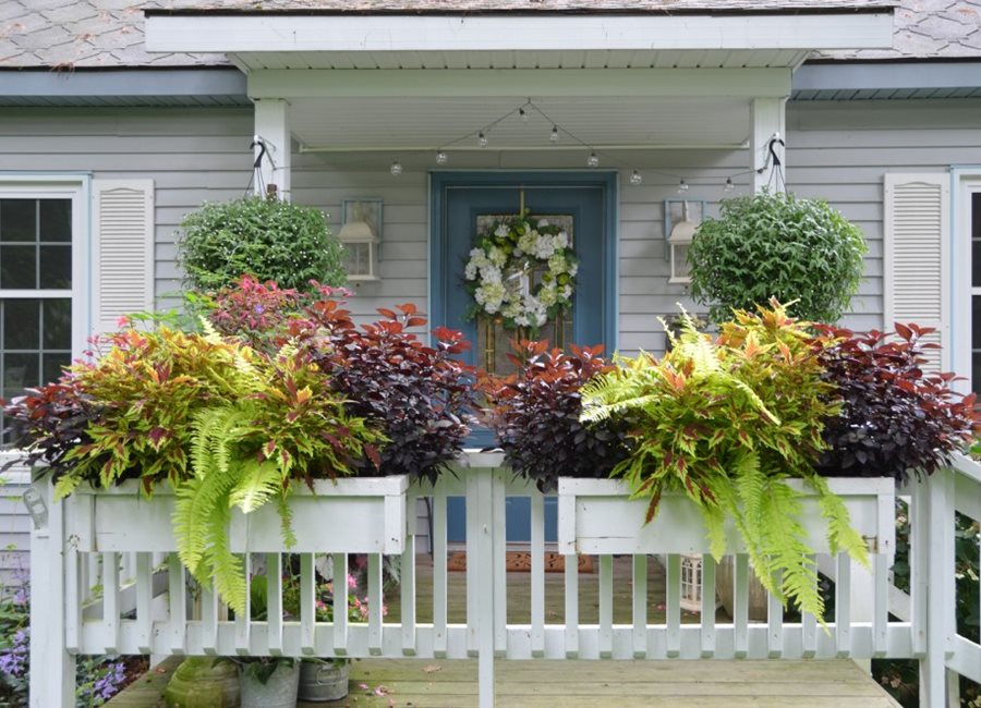 Coleus Window Boxes
"Dream Team's" Portland Garden
Garden Design
Calimesa, CA