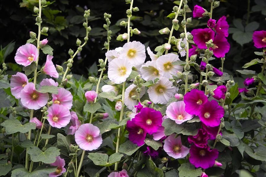 Growing Hollyhocks: Planting & Caring for Hollyhock Flowers ...