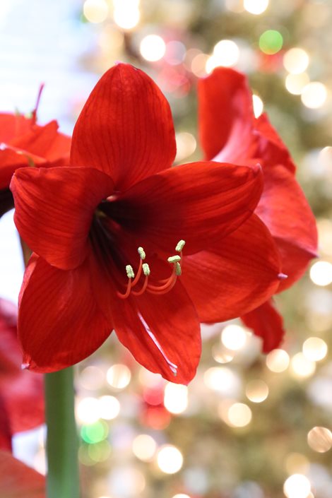 Amaryllis: A Guide to Growing Amaryllis Bulbs  Garden Design