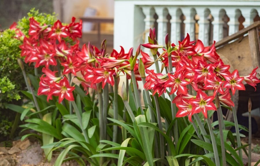 How to Grow Care for Amaryllis Plants | Garden Design