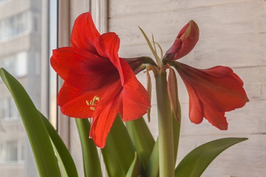 How To Grow Care For Amaryllis Plants