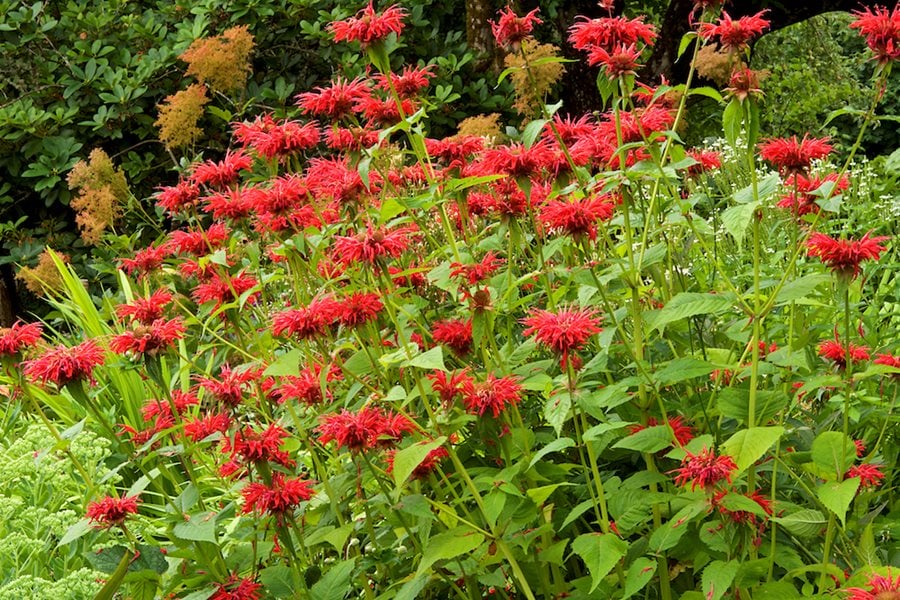 bee balm plants native garden plants garden design_16205