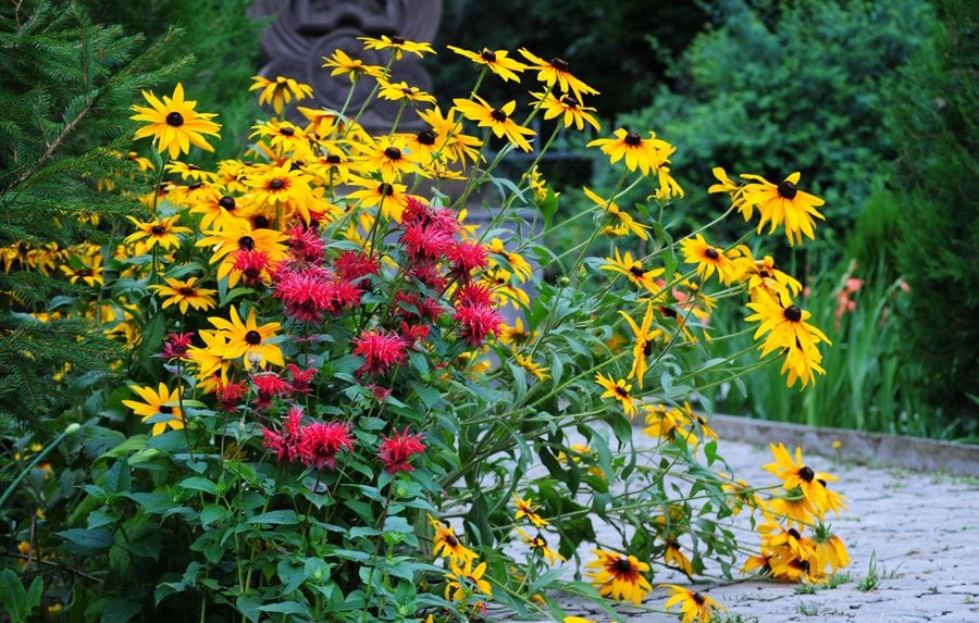 Image of Black-Eyed Susan hyssop companion plant