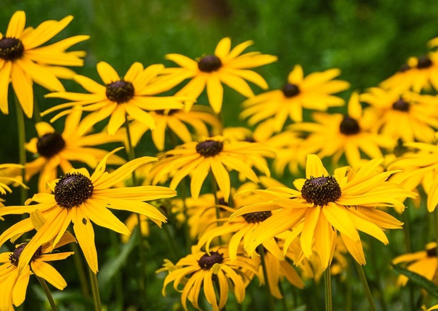 Image of Black-eyed Susans summer-blooming plant