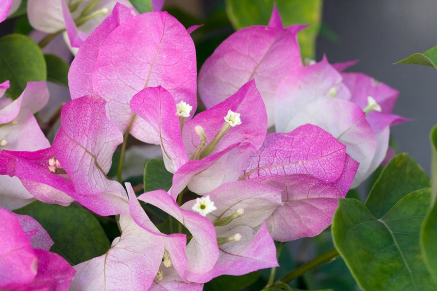 Bougainvillea Plant Thorns