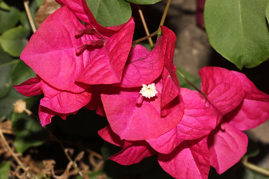 Bougainvillea Flower Colors