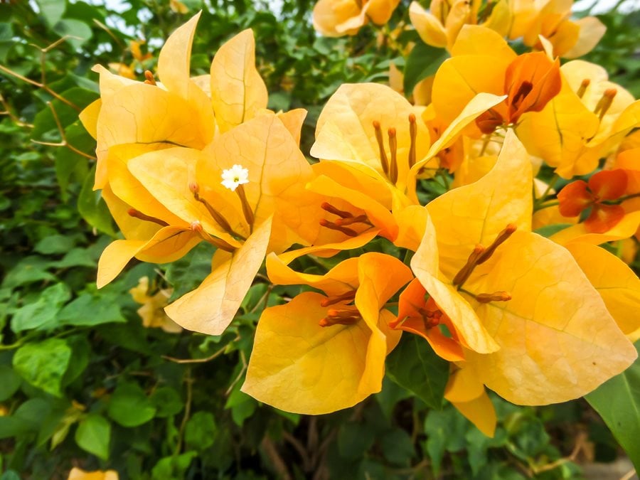 bougainvillea yellow