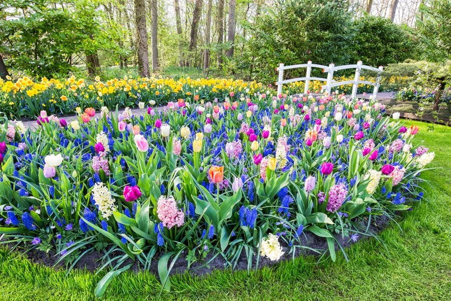 Bulbs 101 When How To Plant Flower Bulbs Garden Design