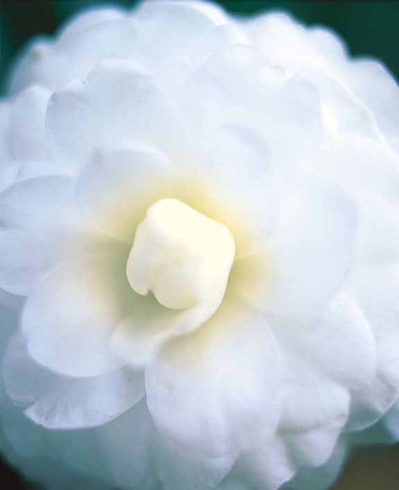 Camellia Flower Guide: Growing, Pruning & More | Garden Design