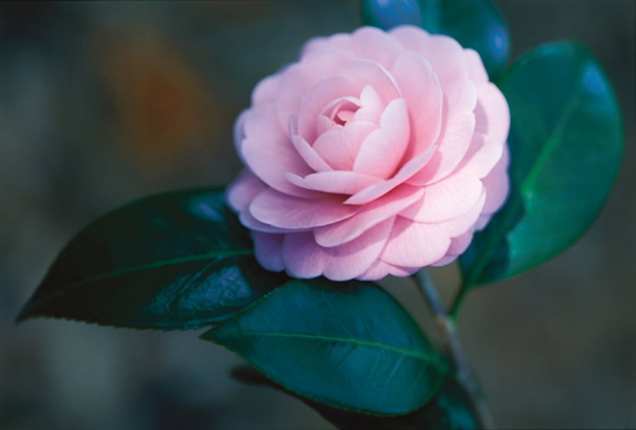 Camellia Flower Guide: Growing, Pruning & More | Garden Design