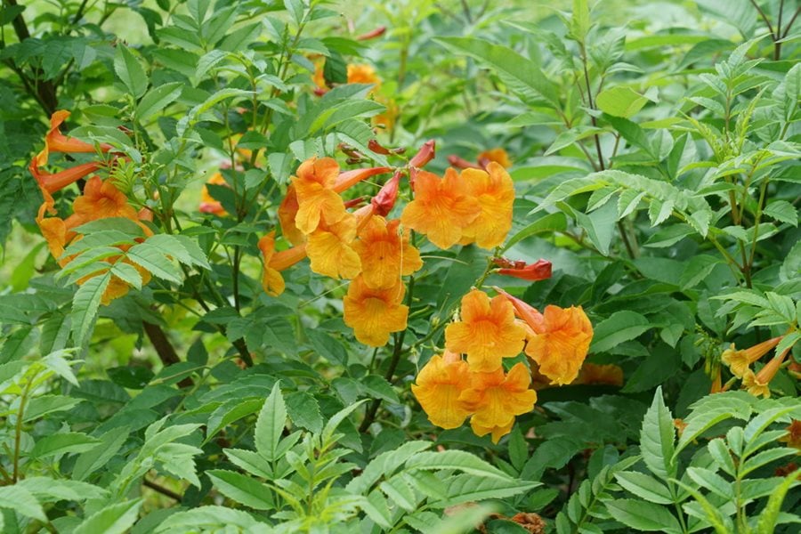 Image of Tecoma bells of fire shrub in a pot on a patio