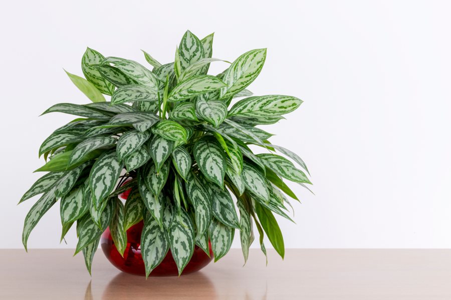 21 Best Indoor Plants Find Your Perfect Houseplant Garden Design