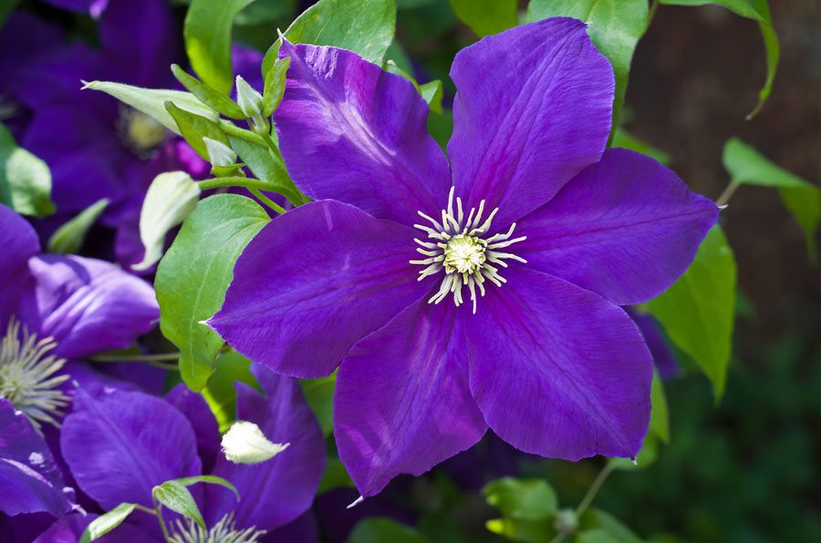 Grow Clematis How to Plant & Care for the Queen of Vines Garden Design