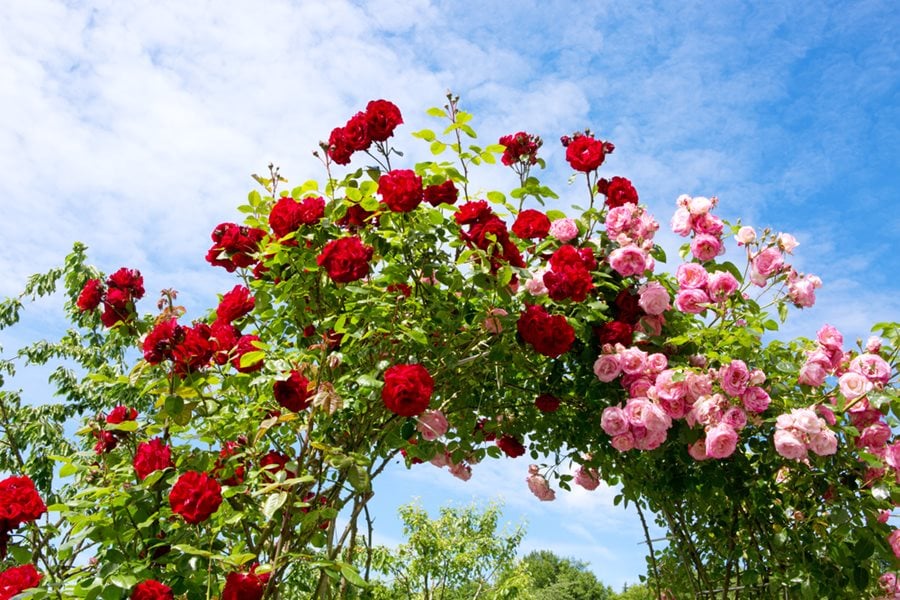 climbing rose arch pink and red climbing roses shutterstock com 16021 Can You Prune Climbing Roses in Summer