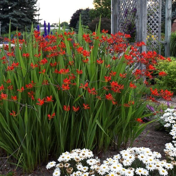 Image of Crocosmia plant