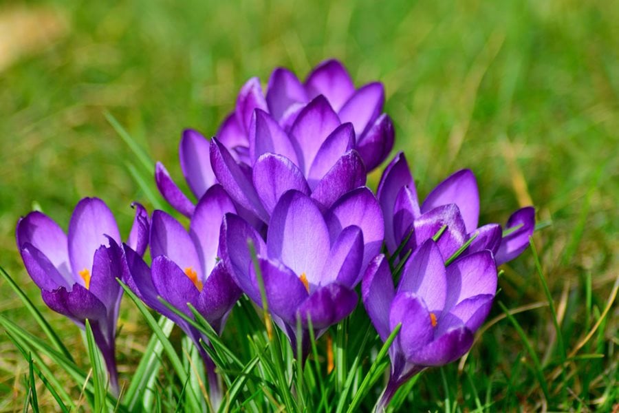 Crocus flower shop