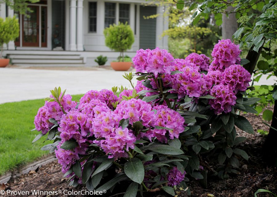 Image of Rhododendrons plants