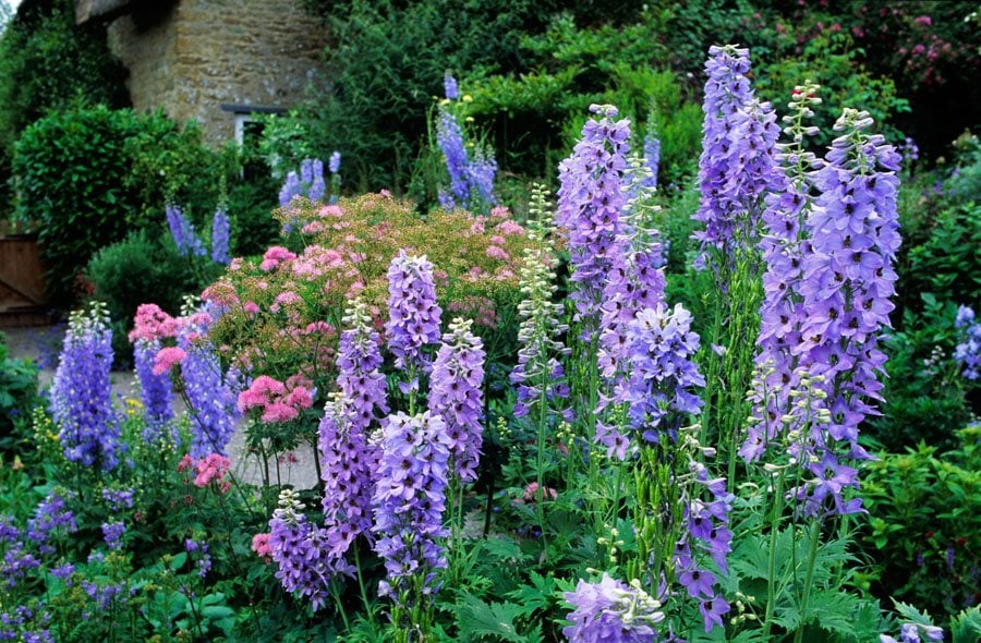 Growing Delphiniums Planting Caring For Perennial Delphinium