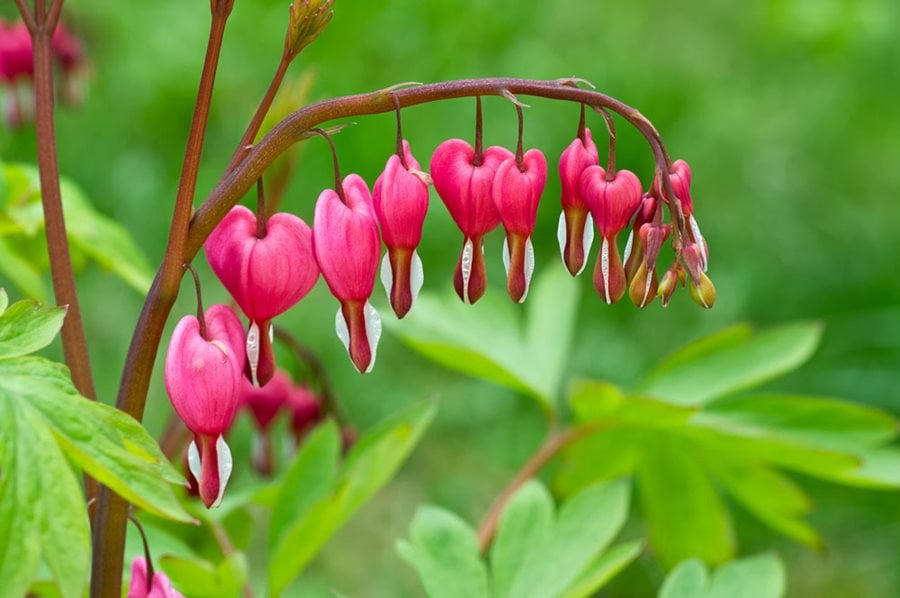 Image of Bleeding heart (Dicentra) plant