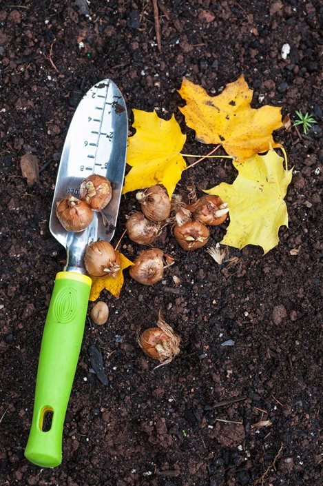 Fall Planting What And When To Plant This Autumn Garden Design