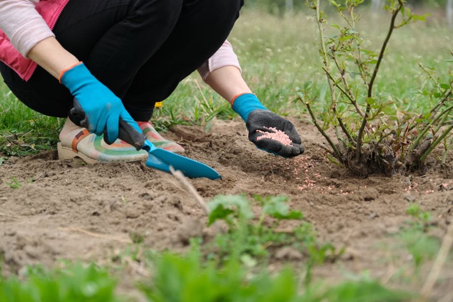 Guide To Fertilizing Roses When How To Fertilize Garden Design