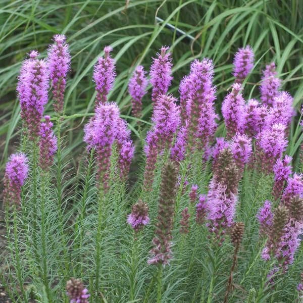 Image of Liatris summer plant