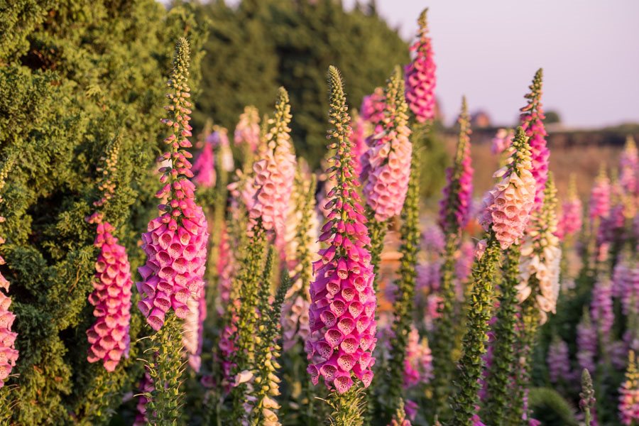 Growing Foxglove Planting Caring For Digitalis Flowers Garden Design