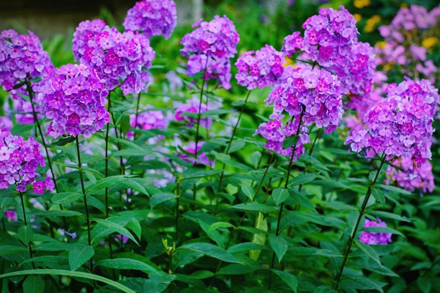 Growing Phlox Planting Caring For Garden Phlox Garden Design