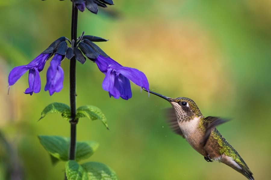Plantes de jardin pour colibris du Michigan
