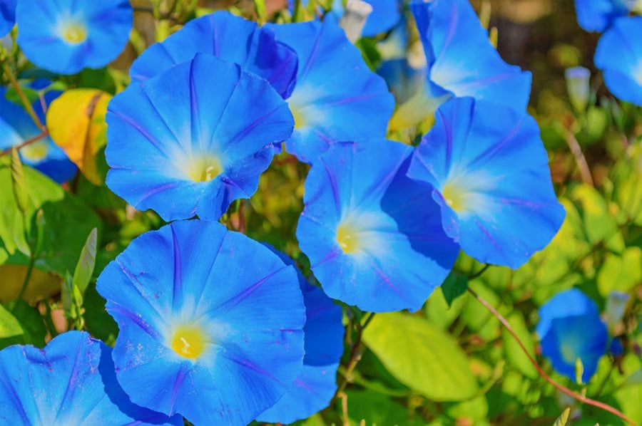 Image result for morning glory flower