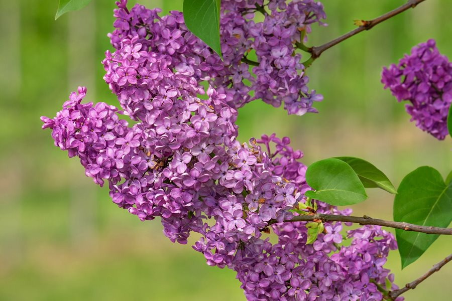 Growing Lilacs: Planting & Caring for Lilac Bushes | Garden Design