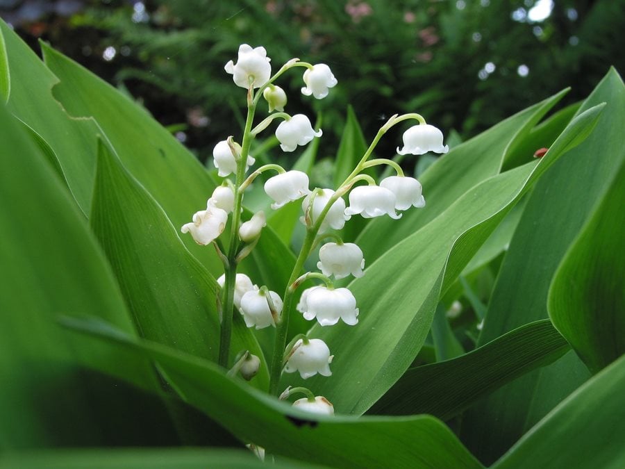 Image of Lily of the valley early summer flowering perennial