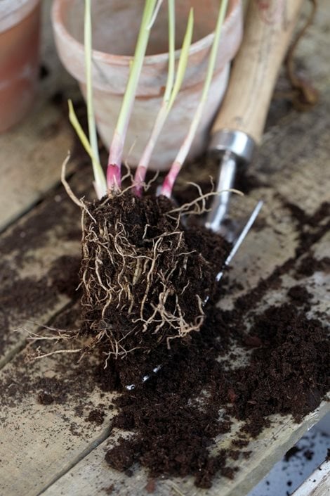 Forcing Lily of the Valley Pips - Growing With Plants