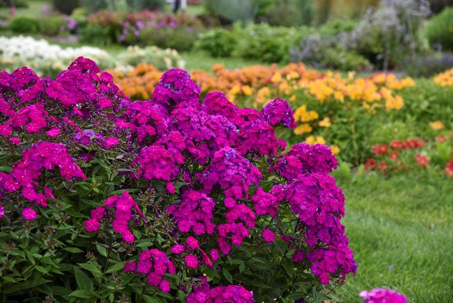 Image of Phlox perennials