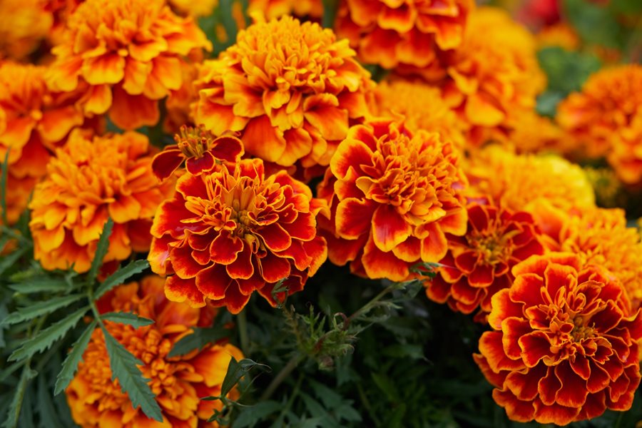 Image of Marigolds plants