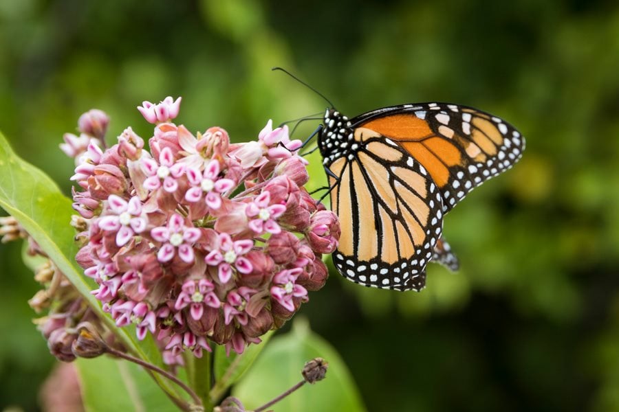 Image of Monarch butterfly on common milkweed