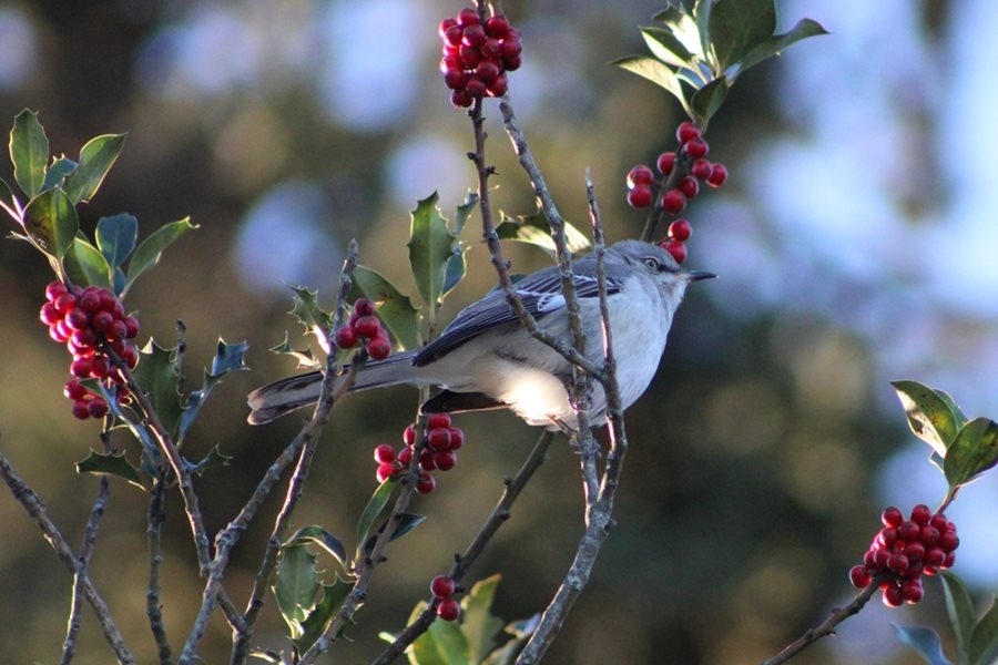 How To Make Your Garden A Safe Haven For Robins This Winter