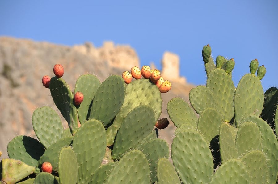 Prickly Pear Cactus