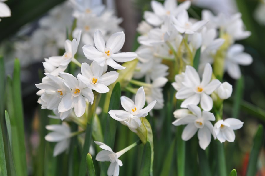 Paperwhites: Growing Paperwhite Flowers Indoors & Outdoors