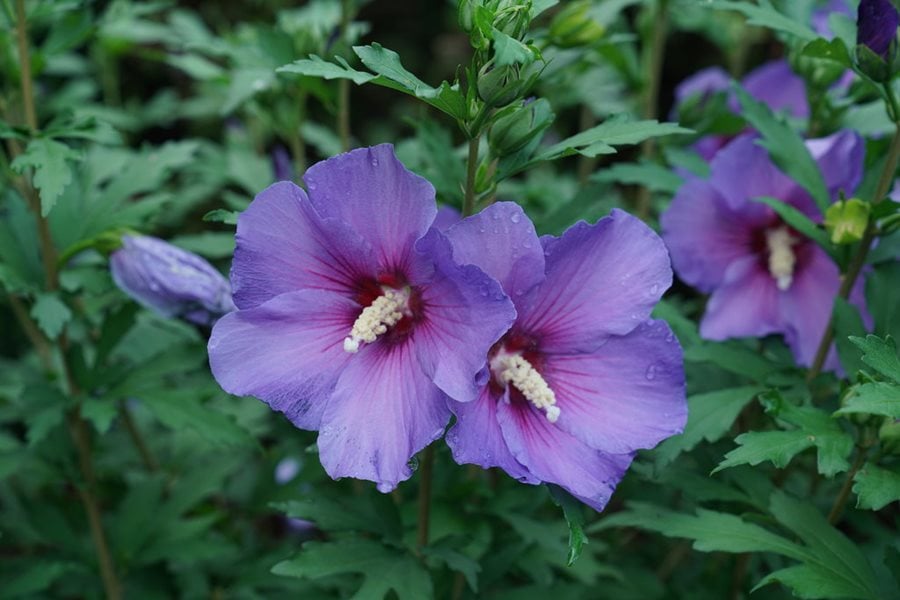 Image of Purple rose of Sharon flower